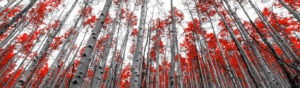 aspen trees with red leaves in winter Turner Appraisals Company Denver
